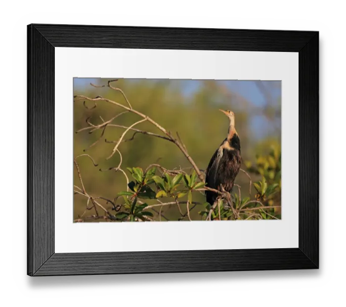 Framed Print : African Darter (Anhinga rufa) adult, perched on mangrove branch, Gambia, January