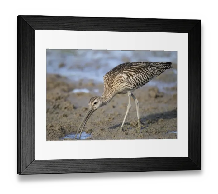 Framed Print : Eurasian Curlew (Numenius arquata) adult, feeding, standing on mud, Mai Po, New Territories, Hong Kong, China Framed Print : Eurasian Curlew (Numenius arquata) adult, feeding, standing on mud, Mai Po, New Territories, Hong Kong, China