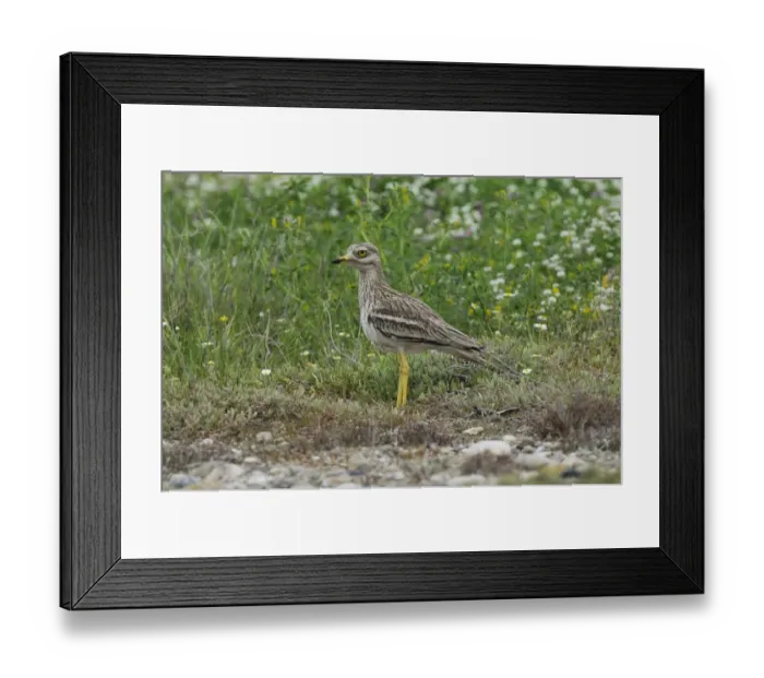 Framed Print : Eurasian Stone-curlew (Burhinus oedicnemus) adult, standing amongst wildflowers, Lemnos, Greece, May Framed Print : Eurasian Stone-curlew (Burhinus oedicnemus) adult, standing amongst wildflowers, Lemnos, Greece, May