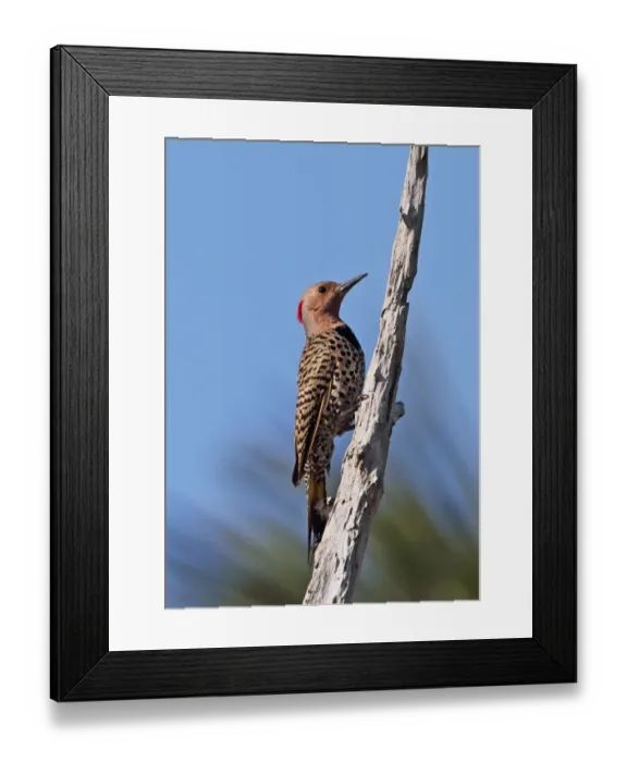 Framed Print : Northern Flicker (Colaptes auratus chrysocaulosus) adult female, clinging to dead branch, Zapata Peninsula Framed Print : Northern Flicker (Colaptes auratus chrysocaulosus) adult female, clinging to dead branch, Zapata Peninsula