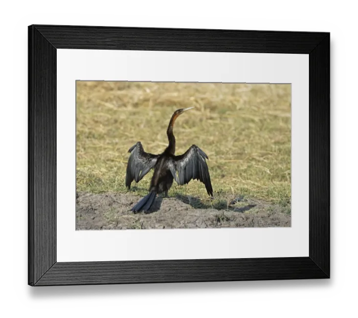 Framed Print : African Darter (Anhinga rufa) adult, drying wings, standing on bank, Kafue N. P. Zambia, September