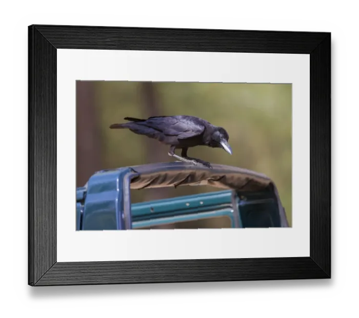 Framed Print : Jungle Crow (Corvus macrorhynchos) adult, perched on car, Kanha N. P. Madhya Pradesh, India, March Framed Print : Jungle Crow (Corvus macrorhynchos) adult, perched on car, Kanha N. P. Madhya Pradesh, India, March