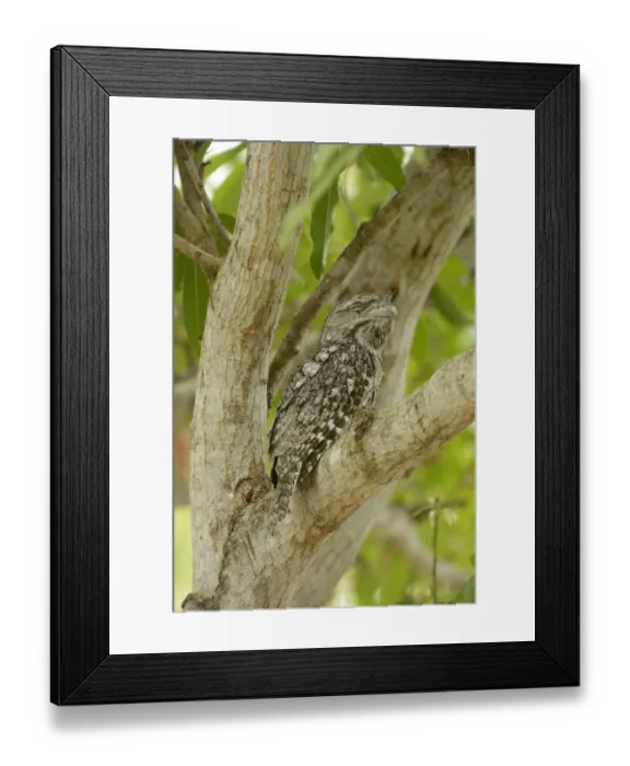 Framed Print : Tawny Frogmouth (Podargus strigoides) adult male, with eyes closed, sitting in fork of tree, Queensland, Australia