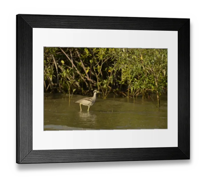 Framed Print : Beach Stone-curlew (Esacus giganteus) adult, walking in shallow water amongst mangroves, Cairns, Queensland, Australia Framed Print : Beach Stone-curlew (Esacus giganteus) adult, walking in shallow water amongst mangroves, Cairns, Queensland, Australia