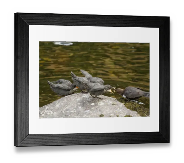 Framed Print : White-throated Dipper (Cinclus cinclus) adult, feeding three young, newly fledged, begging on rock at edge of river Framed Print : White-throated Dipper (Cinclus cinclus) adult, feeding three young, newly fledged, begging on rock at edge of river