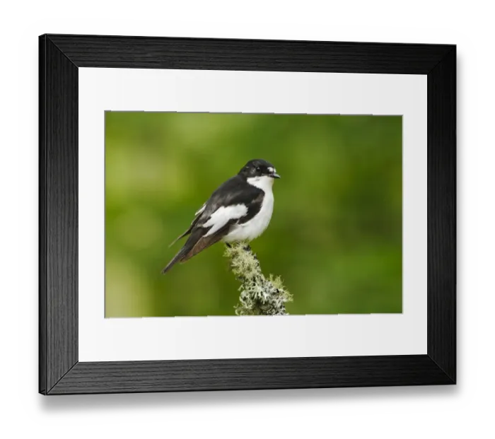 Framed Print : Pied Flycatcher (Ficedula hypoleuca) adult male, perched on lichen covered twig during rain shower