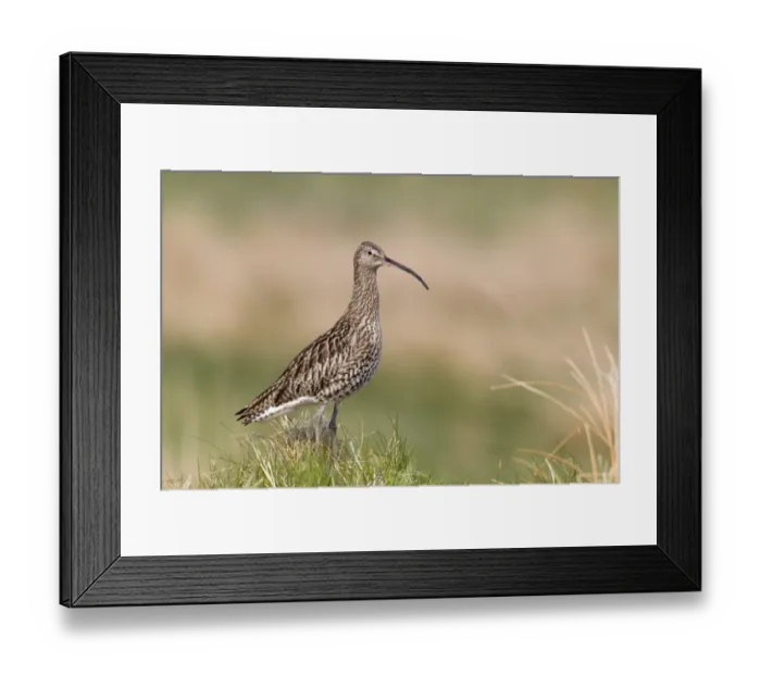 Framed Print : Eurasian Curlew (Numenius arquata) adult, standing in grassy tussock on moorland, Lammermuir Hills, Scottish Borders Framed Print : Eurasian Curlew (Numenius arquata) adult, standing in grassy tussock on moorland, Lammermuir Hills, Scottish Borders