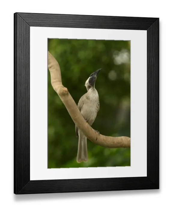 Framed Print : Helmeted Friarbird (Philemon buceroides) adult, perched on branch, Queensland, Australia, November Framed Print : Helmeted Friarbird (Philemon buceroides) adult, perched on branch, Queensland, Australia, November