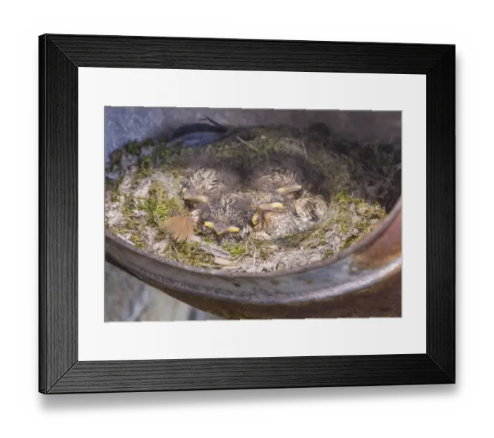 Framed Print : Spotted Flycatcher (Muscicapa striata) chicks, sitting at nest in old metal watering can, Whitewell, Lancashire
