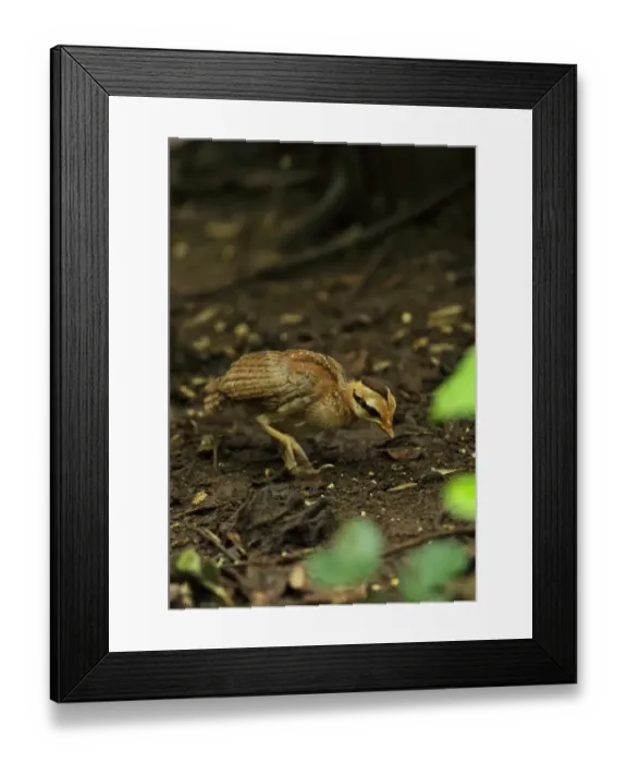 Framed Print : Red Junglefowl (Gallus gallus spadiceus) chick, foraging on forest floor, near Kaeng Krachan, Thailand, May
