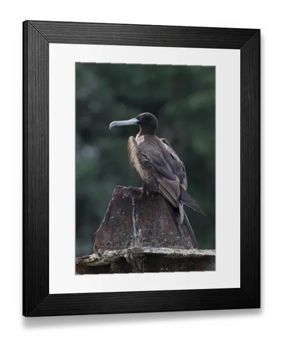 Framed Print : Magnificent Frigatebird (Fregata magnificens) adult female, standing on old jetty support, Los Haitises N. P Framed Print : Magnificent Frigatebird (Fregata magnificens) adult female, standing on old jetty support, Los Haitises N. P