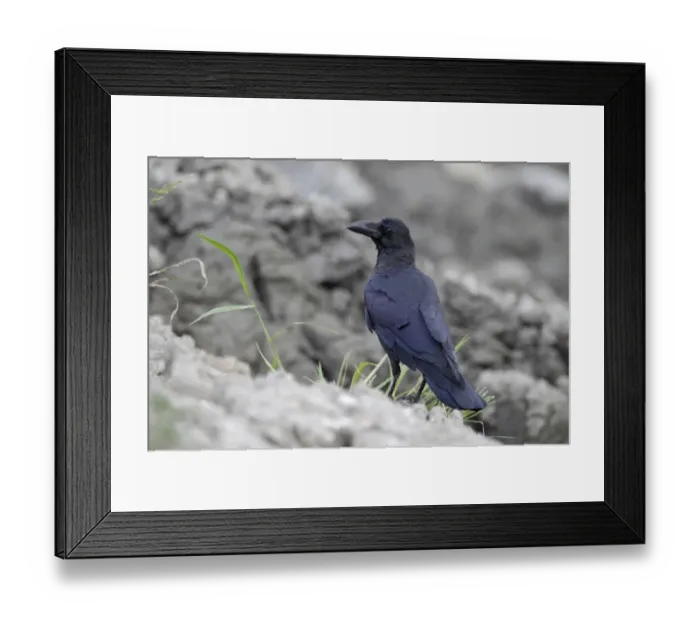 Framed Print : Jungle Crow (Corvus macrorhynchos) adult, standing on ploughed fishpond bank, Hong Kong, China, September