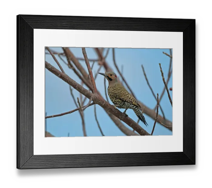 Framed Print : Northern Flicker (Colaptes auratus chrysocaulosus) adult male, perched on branch, Cayo Coco, Jardines del Rey Framed Print : Northern Flicker (Colaptes auratus chrysocaulosus) adult male, perched on branch, Cayo Coco, Jardines del Rey