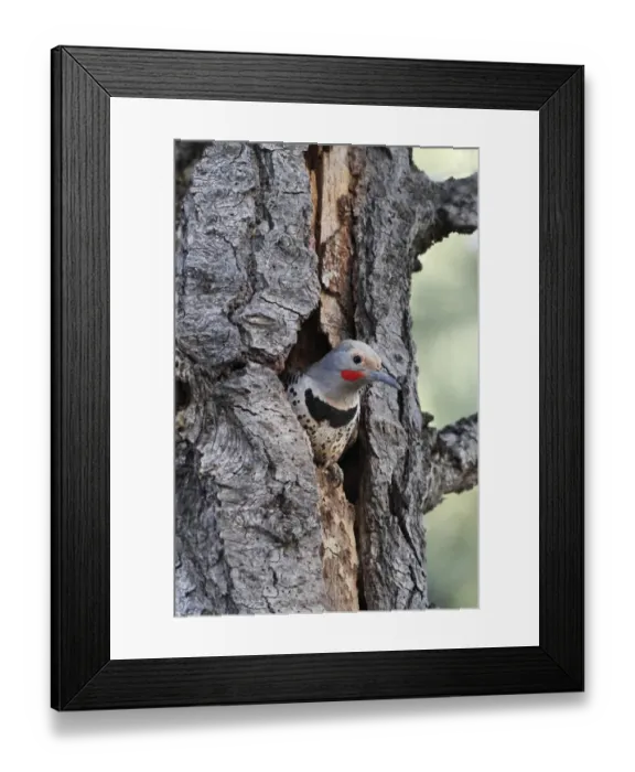Framed Print : Northern Flicker (Colaptes auratus) adult male, at nesthole in dead Ponderosa Pine (Pinus ponderosa) trunk, Utah
