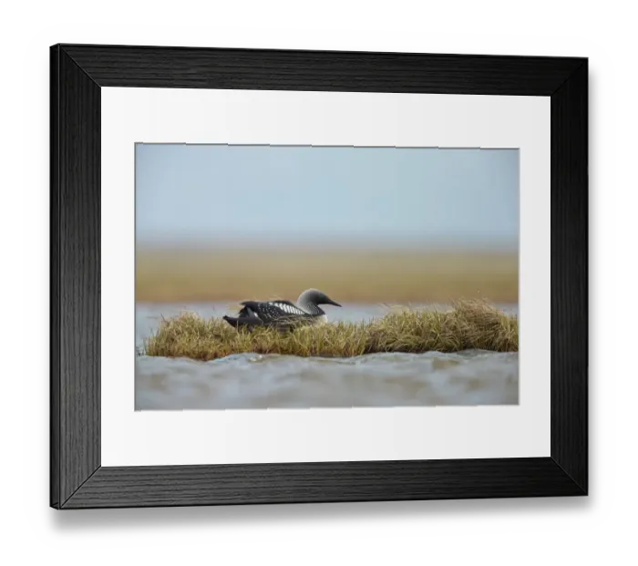Framed Print : Pacific Diver (Gavia pacifica) adult female, breeding plumage, sitting on nest, nesting on island in tundra pool Framed Print : Pacific Diver (Gavia pacifica) adult female, breeding plumage, sitting on nest, nesting on island in tundra pool