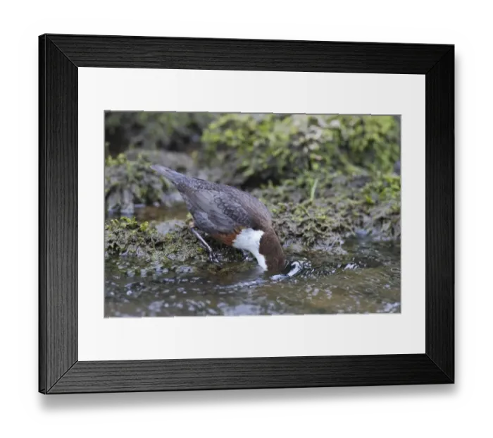 Framed Print : White-throated Dipper (Cinclus cinclus gularis) adult, feeding with head submerged in stream, Dovedale, Peak District Framed Print : White-throated Dipper (Cinclus cinclus gularis) adult, feeding with head submerged in stream, Dovedale, Peak District
