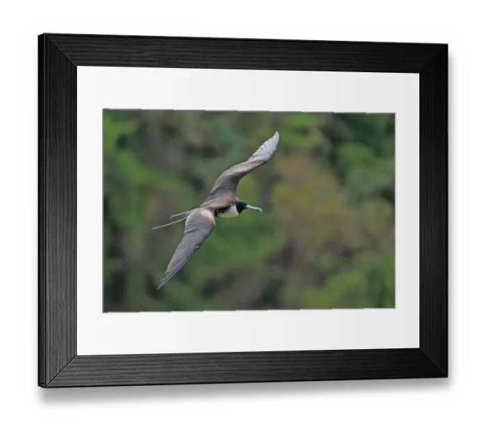 Framed Print : Magnificent Frigatebird (Fregata magnificens) adult female, in flight, Tobago, Trinidad and Tobago, April