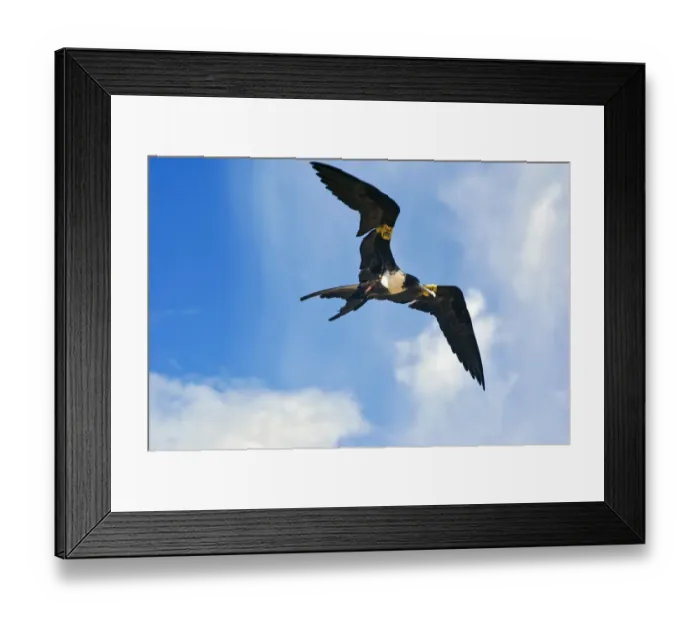 Framed Print : Magnificent Frigatebird (Fregata magnificens) adult female, in flight, with wing tags Framed Print : Magnificent Frigatebird (Fregata magnificens) adult female, in flight, with wing tags