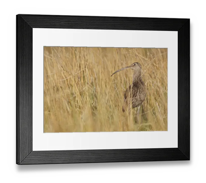 Framed Print : Eurasian Curlew (Numenius arquata) adult, standing amongst long grass at moorland edge, Swaledale, Yorkshire Dales N. P