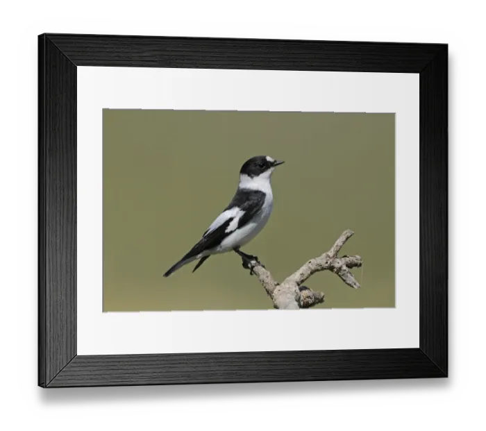 Framed Print : Collared Flycatcher (Ficedula albicollis) adult male, summer plumage, perched on twig, Lemnos, Greece, April Framed Print : Collared Flycatcher (Ficedula albicollis) adult male, summer plumage, perched on twig, Lemnos, Greece, April