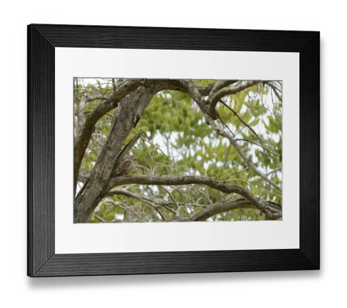 Framed Print : Tawny Frogmouth (Podargus strigoides) adult female, resting in fork of tree, Queensland, Australia, November Framed Print : Tawny Frogmouth (Podargus strigoides) adult female, resting in fork of tree, Queensland, Australia, November