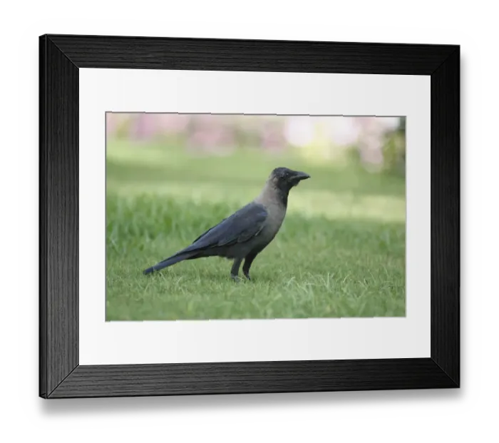 Framed Print : House Crow (Corvus splendens) adult, standing on grass, Goa, India, March
