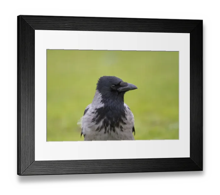 Framed Print : Hooded Crow (Corvus corone cornix) adult, close-up of head and breast, Northern Ireland, February Framed Print : Hooded Crow (Corvus corone cornix) adult, close-up of head and breast, Northern Ireland, February