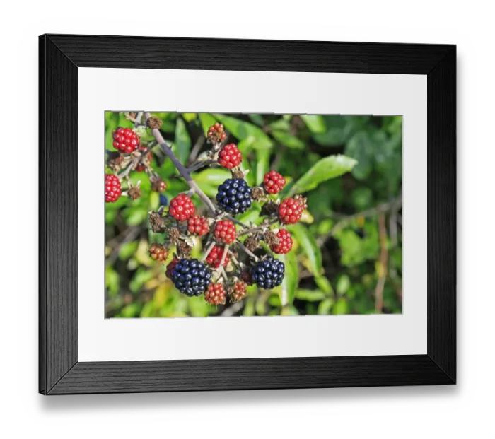 Framed Print : Bramble (Rubus fruticosus) close-up of ripe and unripe berries, growing in hedgerow, Vicarage Plantation, Mendlesham Framed Print : Bramble (Rubus fruticosus) close-up of ripe and unripe berries, growing in hedgerow, Vicarage Plantation, Mendlesham