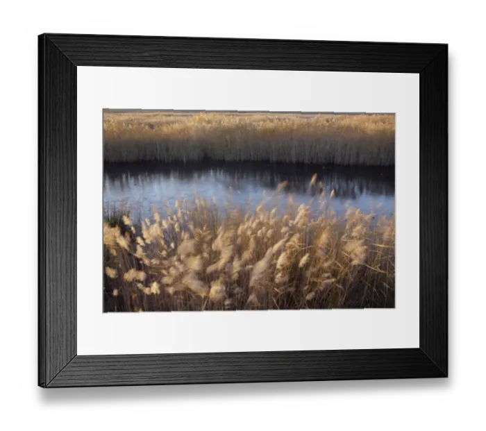 Framed Print : Common Reed (Phragmites australis) seedheads in reedbed habitat blowing in strong wind Framed Print : Common Reed (Phragmites australis) seedheads in reedbed habitat blowing in strong wind