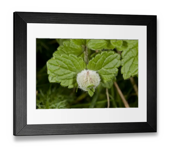 Framed Print : Gall Midge (Jaapiella veronicae) gall, on Germander Speedwell (Veronica chamaedrys), Dorset, England, September Framed Print : Gall Midge (Jaapiella veronicae) gall, on Germander Speedwell (Veronica chamaedrys), Dorset, England, September