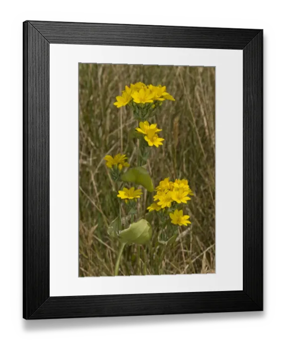 Framed Print : Yellow-wort (Blackstonia perfoliata) flowering, growing on coastal chalk downland, Lulworth, Dorset, England, July Framed Print : Yellow-wort (Blackstonia perfoliata) flowering, growing on coastal chalk downland, Lulworth, Dorset, England, July