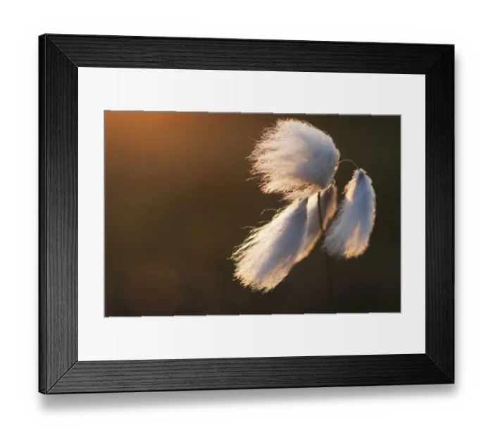 Framed Print : Common Cotton-grass (Eriophorum angustifolium) close-up of seedheads, growing on lowland heathland at sunset Framed Print : Common Cotton-grass (Eriophorum angustifolium) close-up of seedheads, growing on lowland heathland at sunset