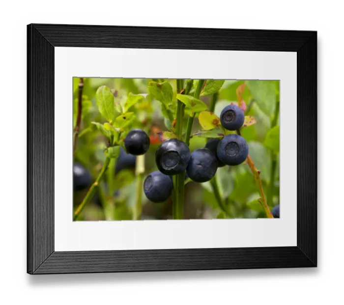 Framed Print : Bilberry (Vaccinium myrtillus) close-up of ripe fruits, growing on bush, Powys, Wales, August Framed Print : Bilberry (Vaccinium myrtillus) close-up of ripe fruits, growing on bush, Powys, Wales, August