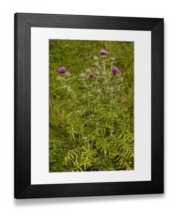 Framed Print : Woolly Thistle (Cirsium eriophorum) flowering, growing in limestone grassland, France, August Framed Print : Woolly Thistle (Cirsium eriophorum) flowering, growing in limestone grassland, France, August