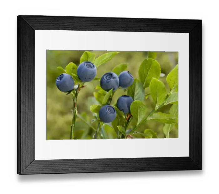 Framed Print : Bilberry (Vaccinium myrtillus) close-up of berries, July Framed Print : Bilberry (Vaccinium myrtillus) close-up of berries, July