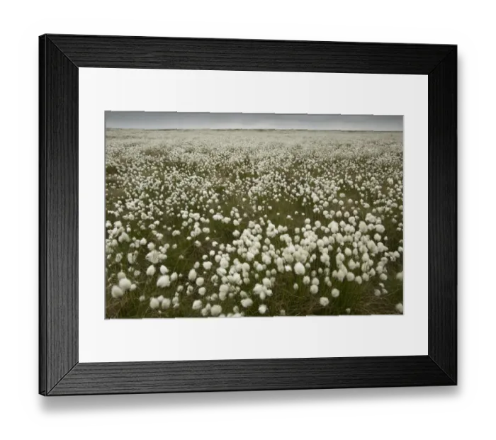 Framed Print : Harestail Cotton-grass (Eriophorum vaginatum) flowering mass, growing on moorland habitat, Peak District, Derbyshire Framed Print : Harestail Cotton-grass (Eriophorum vaginatum) flowering mass, growing on moorland habitat, Peak District, Derbyshire