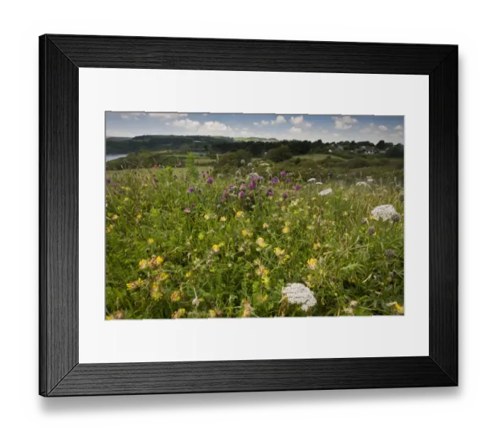 Framed Print : Kidney-vetch (Anthyllis vulneraria), Wild Carrot (Daucus carota) and Greater Knapweed (Centaurea scabiosa) flowering Framed Print : Kidney-vetch (Anthyllis vulneraria), Wild Carrot (Daucus carota) and Greater Knapweed (Centaurea scabiosa) flowering