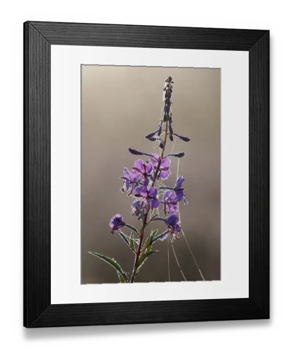 Framed Print : Rosebay Willowherb (Epilobium angustifolium) flowering, covered in dew and spider webs Framed Print : Rosebay Willowherb (Epilobium angustifolium) flowering, covered in dew and spider webs