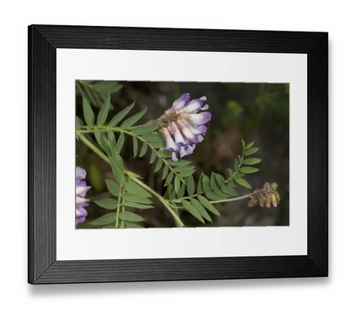 Framed Print : Wood Bitter-vetch (Vicia orobus) flowering, Massif du Sancy, Auvergne, France, July