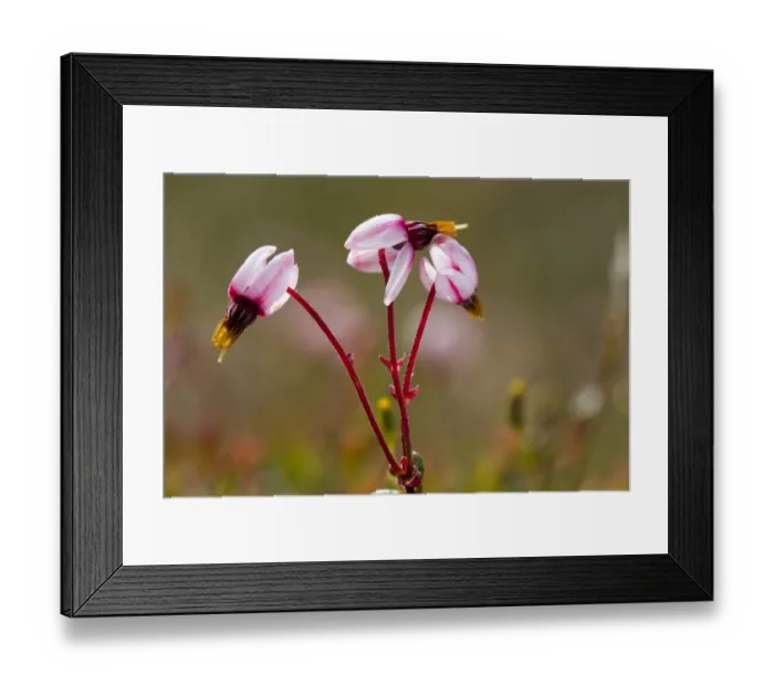 Framed Print : Common Cranberry (Vaccinium oxycoccos) close-up of flowers, growing on raised bog, Cors y Llyn N. N. R Framed Print : Common Cranberry (Vaccinium oxycoccos) close-up of flowers, growing on raised bog, Cors y Llyn N. N. R