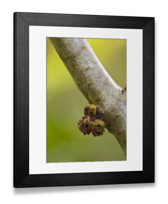 Framed Print : Gall Wasp (Andricus gemmeus) galls, on Oak (Quercus sp. ) sapling, Clumber Park, Nottinghamshire, England, September