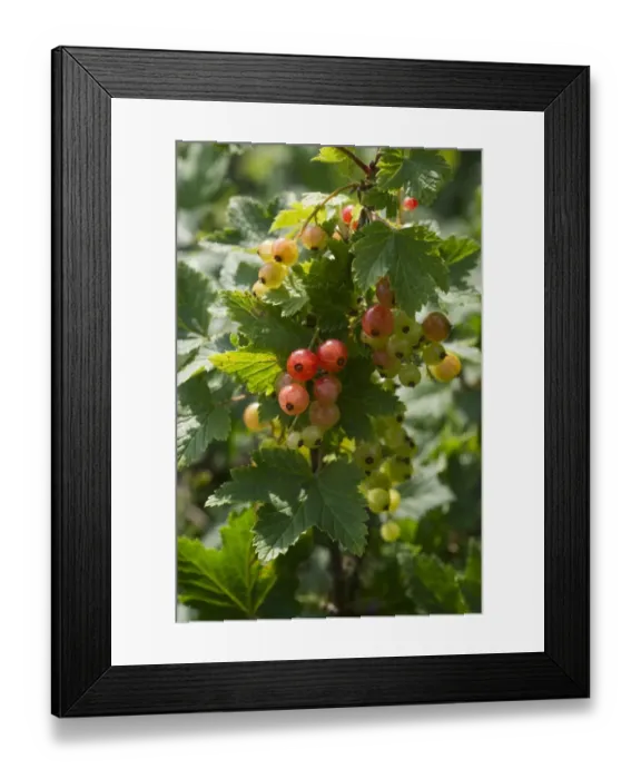 Framed Print : Redcurrant (Ribes rubrum) close-up of ripening berries, Sweden, july Framed Print : Redcurrant (Ribes rubrum) close-up of ripening berries, Sweden, july
