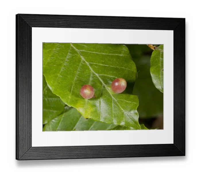 Framed Print : Beech Gallwasp (Mikiola fagi) galls, on Common Beech (Fagus sylvatica) leaf, France, August