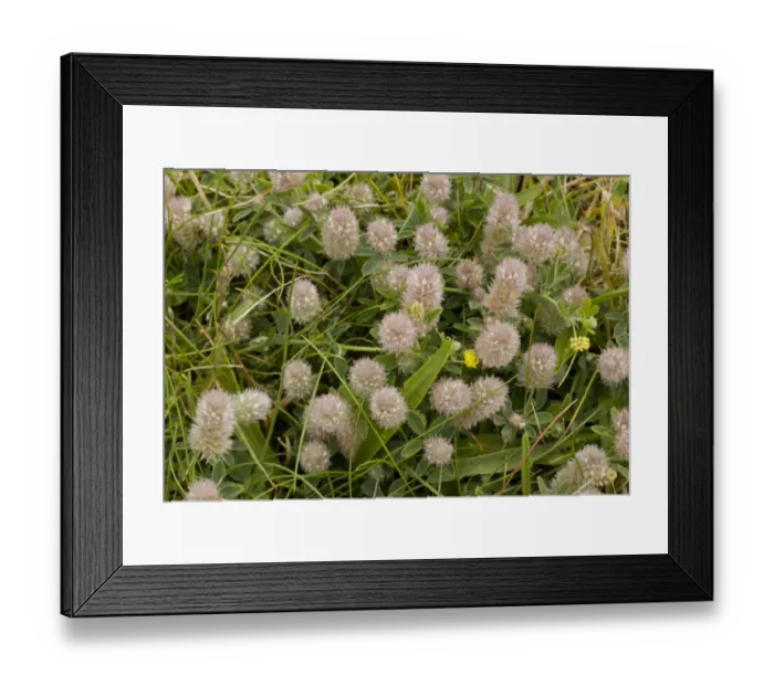 Framed Print : Hare s-foot Clover (Trifolium arvens) flowering, growing on shingle, Weymouth, Dorset, England, July