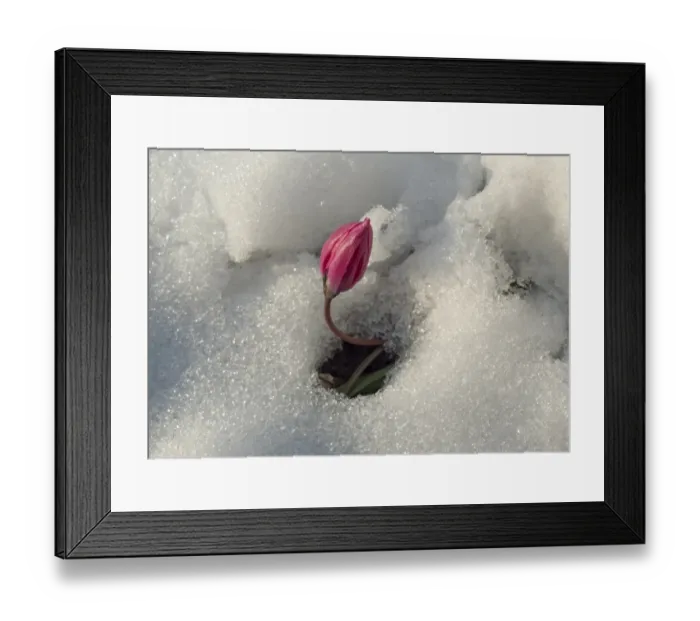 Framed Print : Tulip (Tulipa sp. ) flowerbud, emerging through snow in garden, Hanbury, Staffordshire, England, March Framed Print : Tulip (Tulipa sp. ) flowerbud, emerging through snow in garden, Hanbury, Staffordshire, England, March