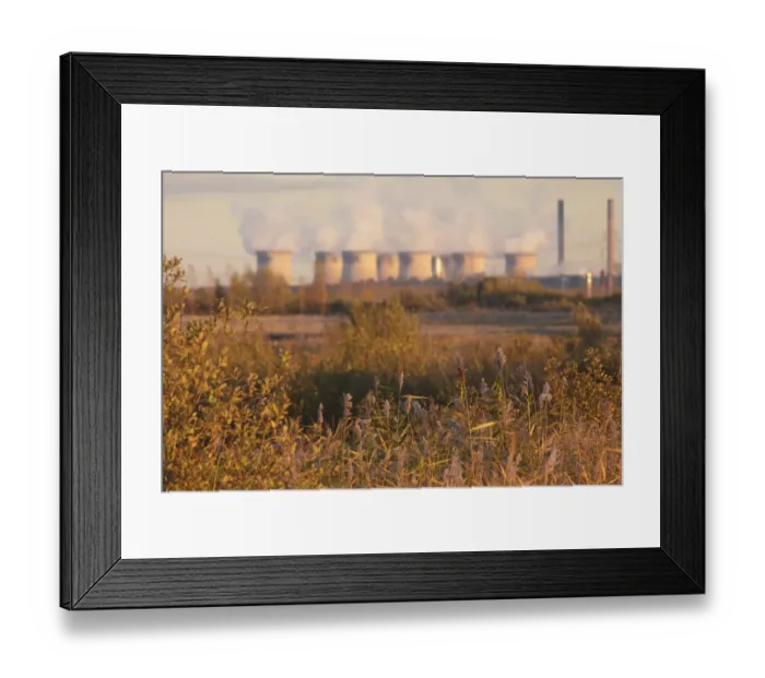 Framed Print : Common Reed (Phragmites australis) reedbed habitat in low winter sunlight, with Ferrybridge Power Station in distance