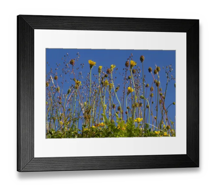 Framed Print : Common Quaking Grass (Briza media), Salad Burnet (Sanguisorba minor) and other wildflowers Framed Print : Common Quaking Grass (Briza media), Salad Burnet (Sanguisorba minor) and other wildflowers