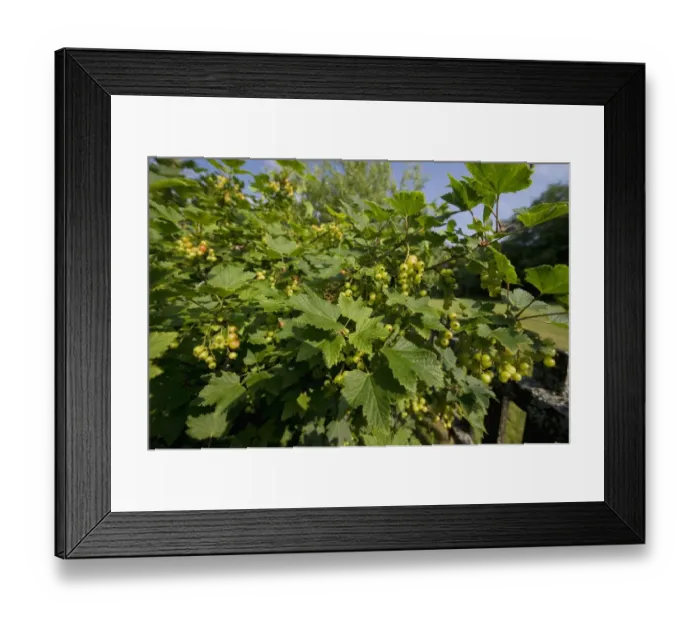 Framed Print : Redcurrant (Ribes rubrum) ripening berries on bush, Sweden, july Framed Print : Redcurrant (Ribes rubrum) ripening berries on bush, Sweden, july