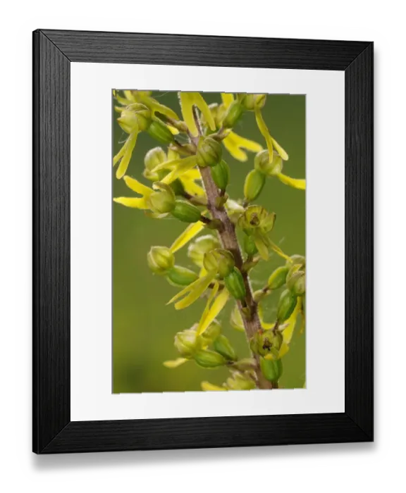 Framed Print : Common Twayblade (Listera ovata) close-up of flowers, Buckinghamshire, England, May Framed Print : Common Twayblade (Listera ovata) close-up of flowers, Buckinghamshire, England, May