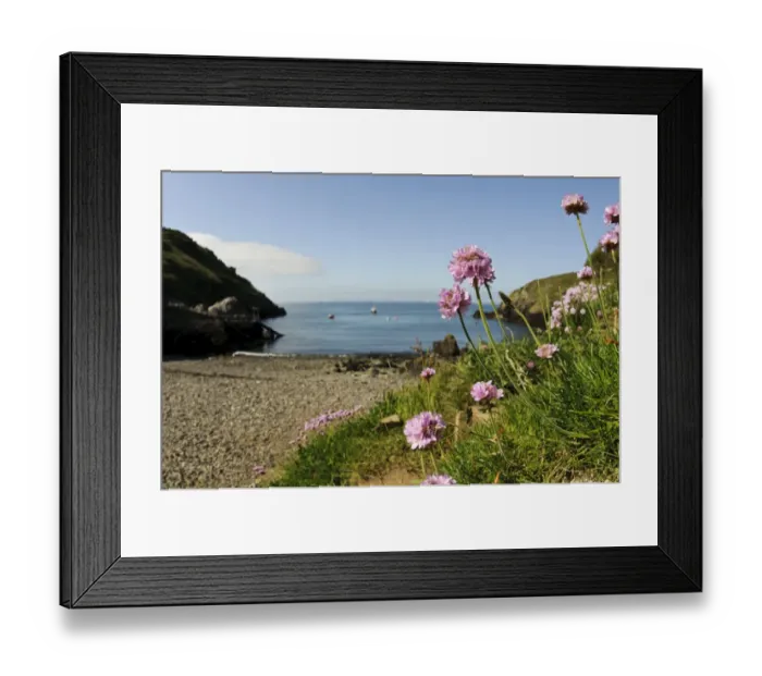 Framed Print : Thrift (Armeria maritima) flowering, growing near beach in coastal habitat, Martins Haven, St Framed Print : Thrift (Armeria maritima) flowering, growing near beach in coastal habitat, Martins Haven, St